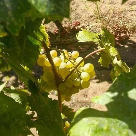 Driftwood Appartamento *