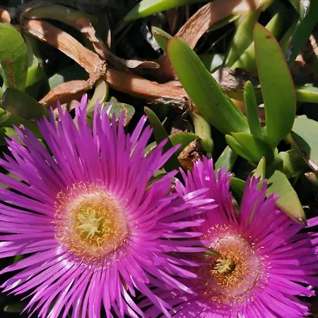 Driftwood Apartament