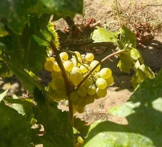 Driftwood Lejlighed *